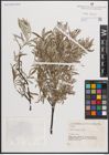 Foto von Salix eleagnos Scop.